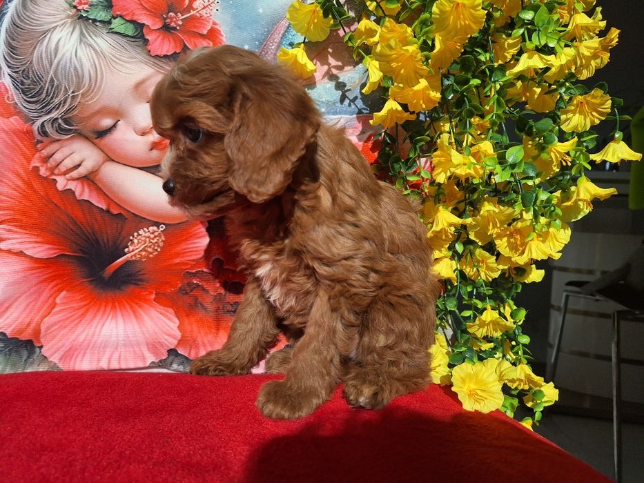 Cavapoo Red  z certyfika i paszportem