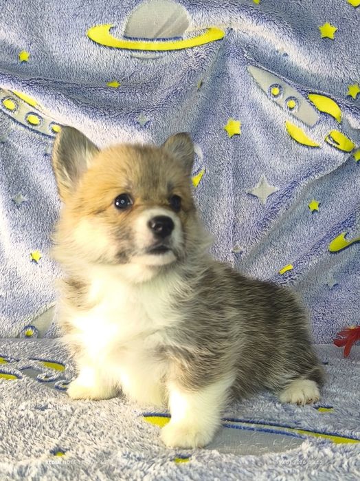 Щенки вельш корги пемброк, бронь