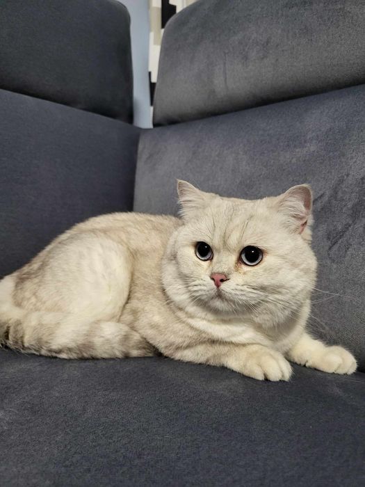 Reproduktor Brytyjsi krótkowłosy