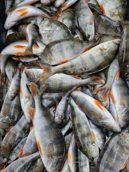 Karp, Lin, Amur, narybek, kroczek