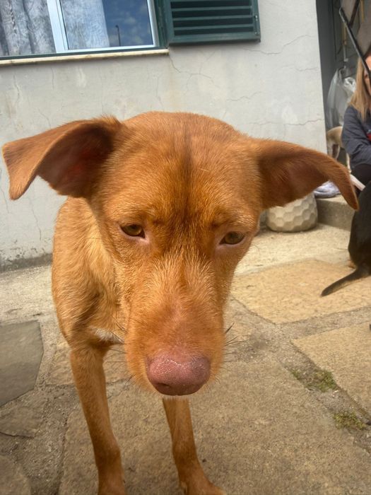 Cão de 6 meses para adoção