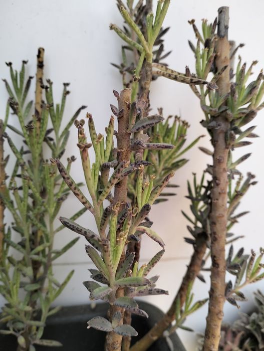 Aranto-Mãe de Milhares (mudas)