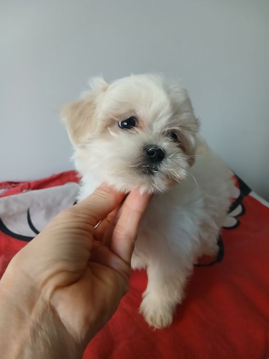 Shih tzu,  maltanczyk MALSHI -suczka-