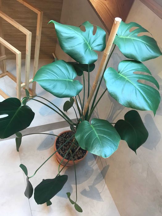 Monstera dziurawa 130 cm