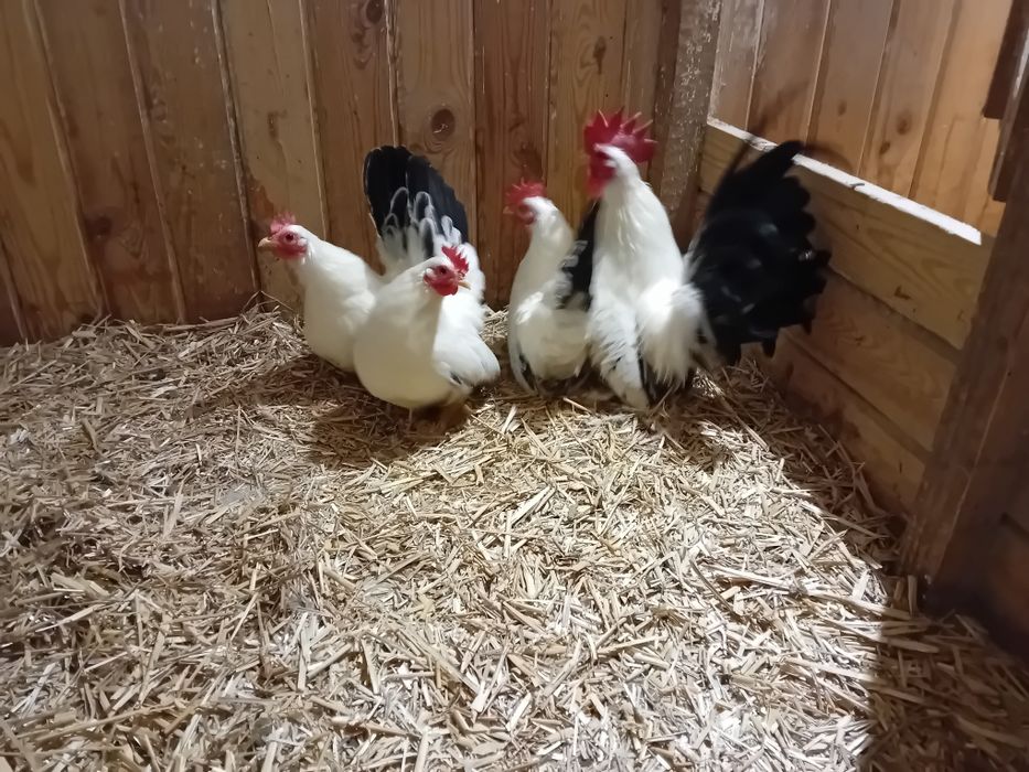 Jaja lęgowe,Chabo białe na czarnym ogonie