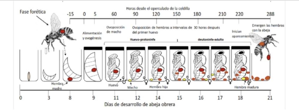 Ácaro da Varroa - Tiras Ácido Oxálico