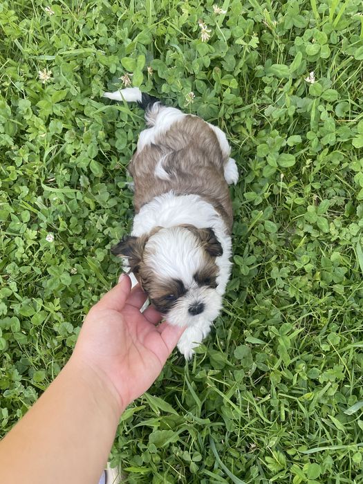 Shih tzu piękna sunia