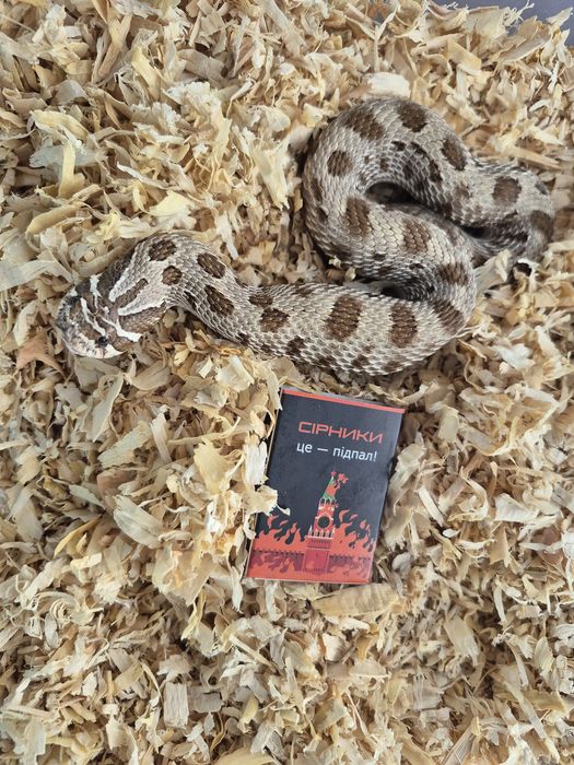 Свиноносий вуж (Heterodon nasicus)/ hognose snake