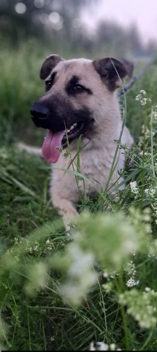 Niespełna roczny Biszkopt do adopcji