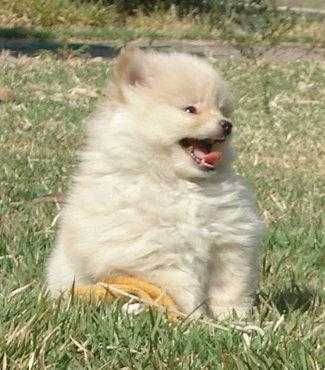 Spitz Anão / Lulu da Pomerânia