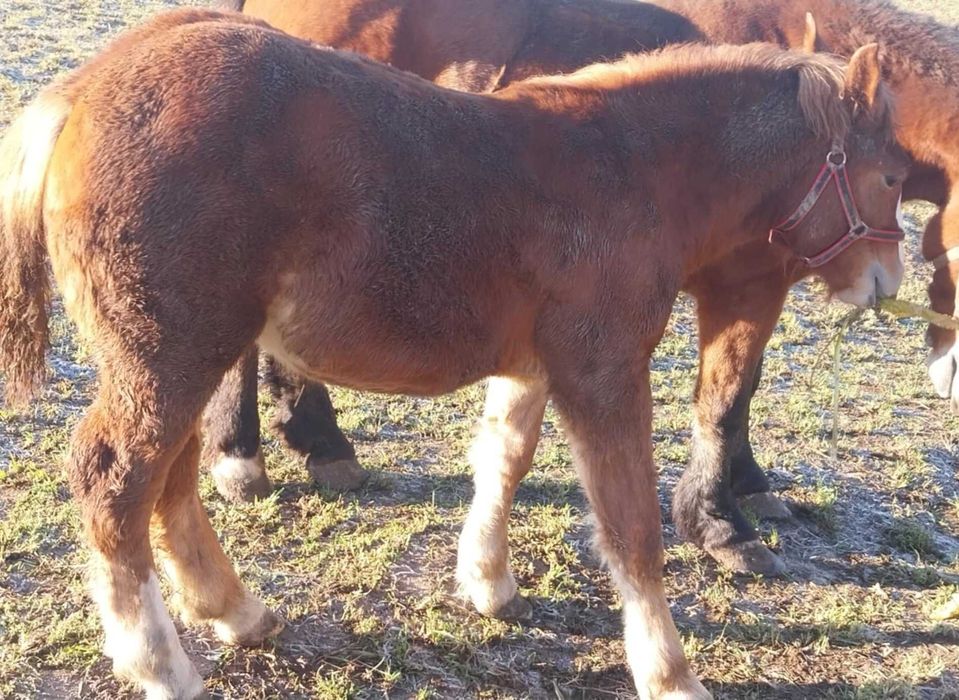 Klacz 7 miesięcy  kasztanka