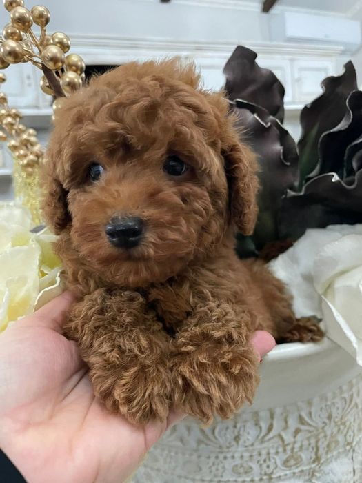 Красавчік той пудель. Чекає родину