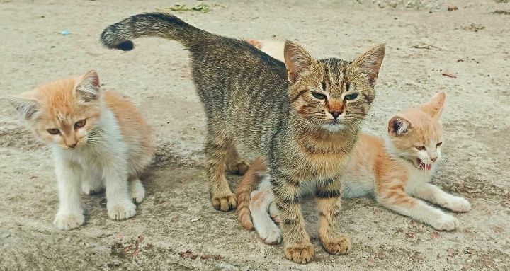 Котодітки шукають родини!