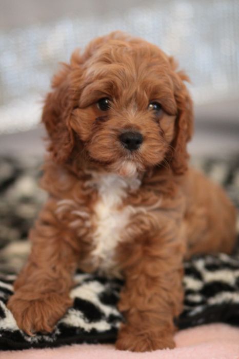 *** Cavapoo śliczny***