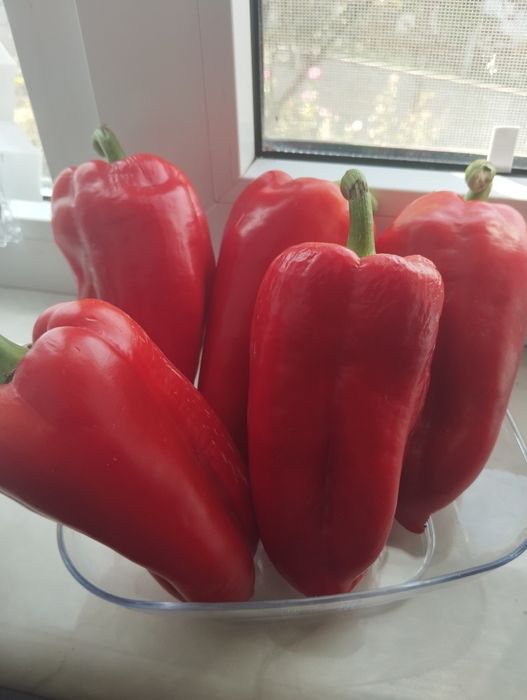 Продам насіння солодкого перцю