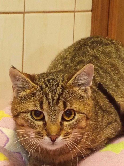 6 miesięczna kotka szuka domu niewychodzągo