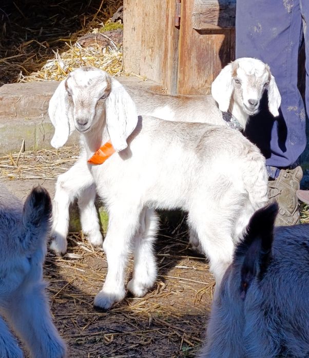 Кози, козички, козлики