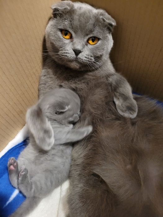 Шотландський хлопчик прямовушка