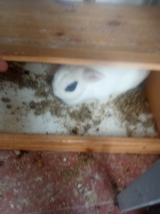 Gata e coelho para adoção grátis