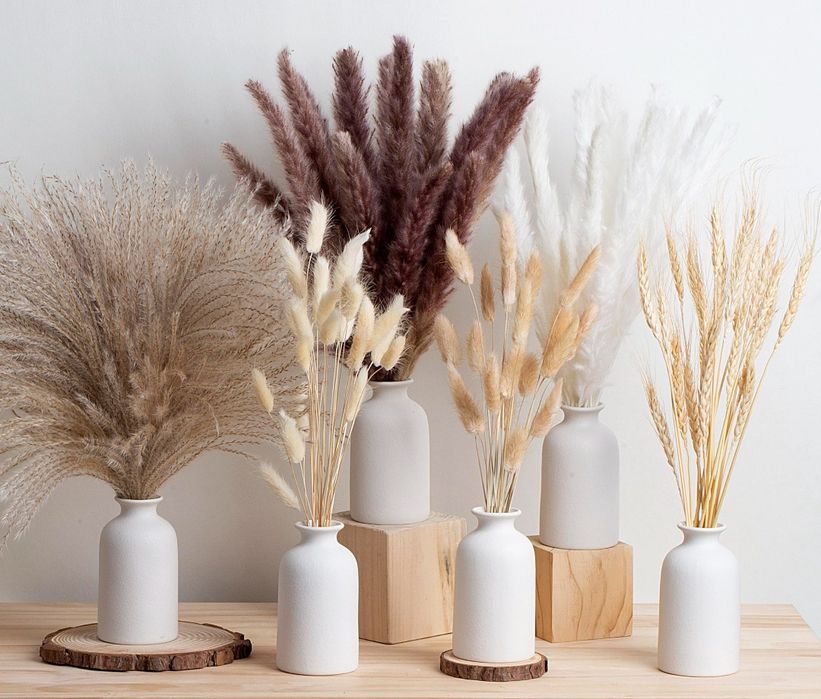 Пампас,Пампасна трава,Камиш,Очерет