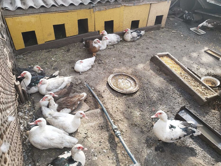 Продам качок шипунів