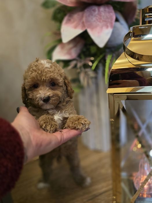 Maltipoo cudny piesio jak owieczka