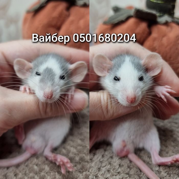 Крыса дамбо ушки голубая