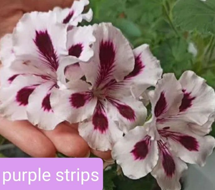 Пеларгонія королівська.