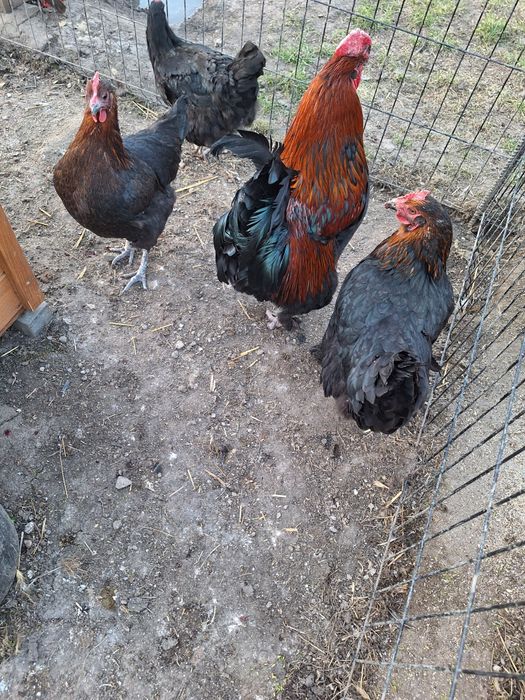 Jaja legowe kur marans maransy