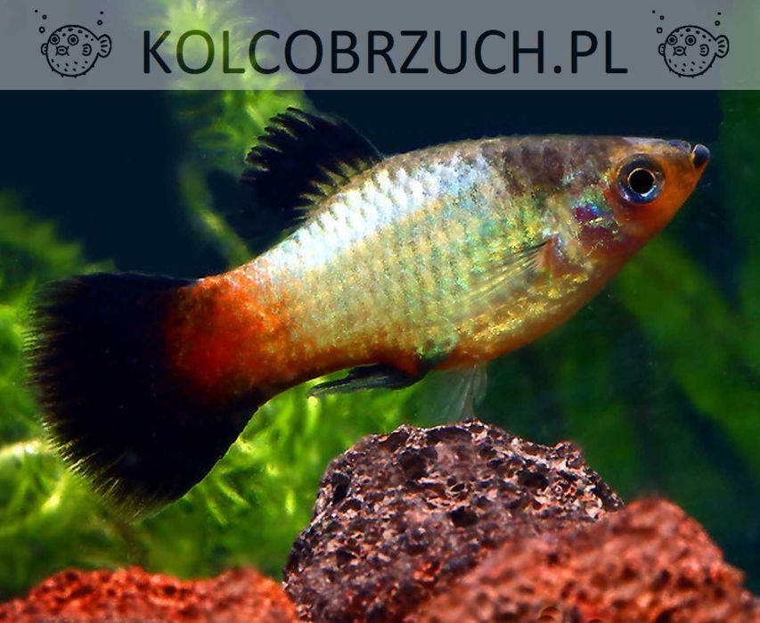 Zmienniak plamisty - Platka - Platynka - ODMIANA RAINBOW - dowóz