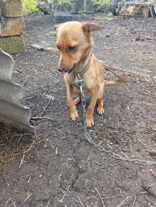 Песик і дві собачки