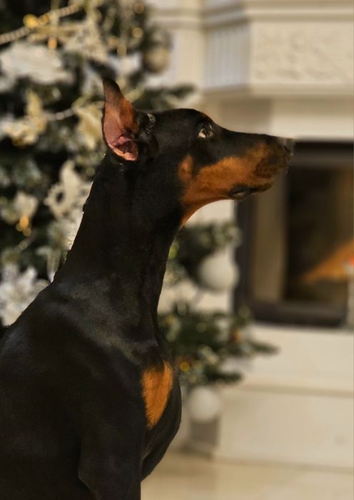 Топ дівчинка. Лагідна,ніжна,