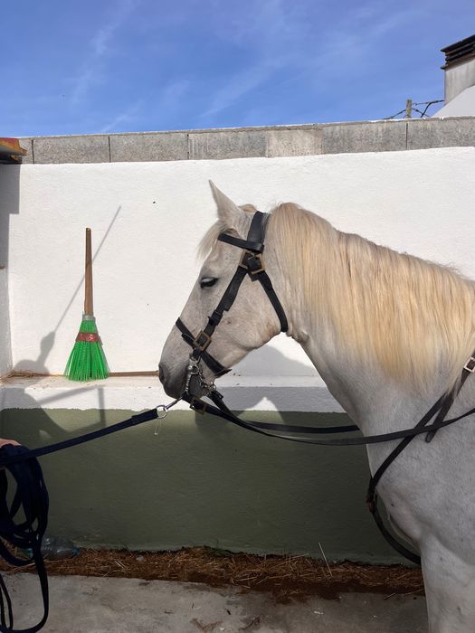 Cavalo muito manso capado