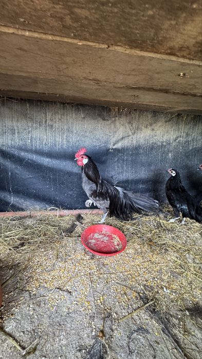 Trio de fenix de 2025
