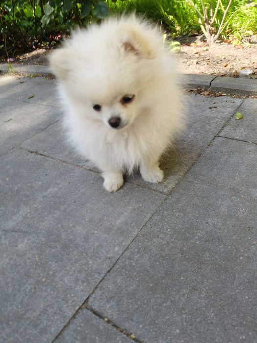POMERANIAN szpic miniaturowy ZKwP FCI