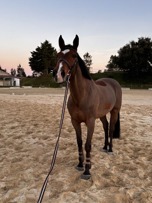 Cavalo cruzado a portugues