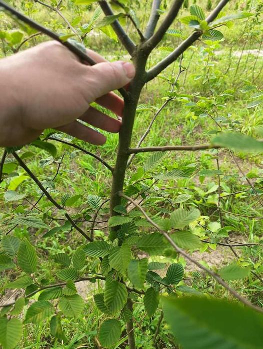 Sadzonki Graba 180 cm 220 cm. Szkółkowane