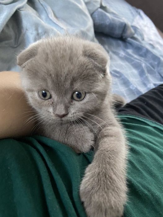 Шотландські кошенята 3500
