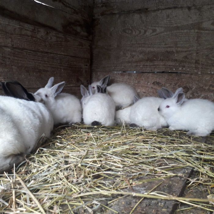 Продаж кролів каліфорнійців