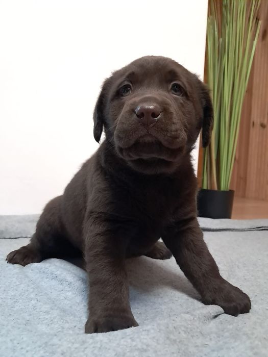 Szczeniak Labrador Retriver brązowy piękny, mocna budowa, rodowód