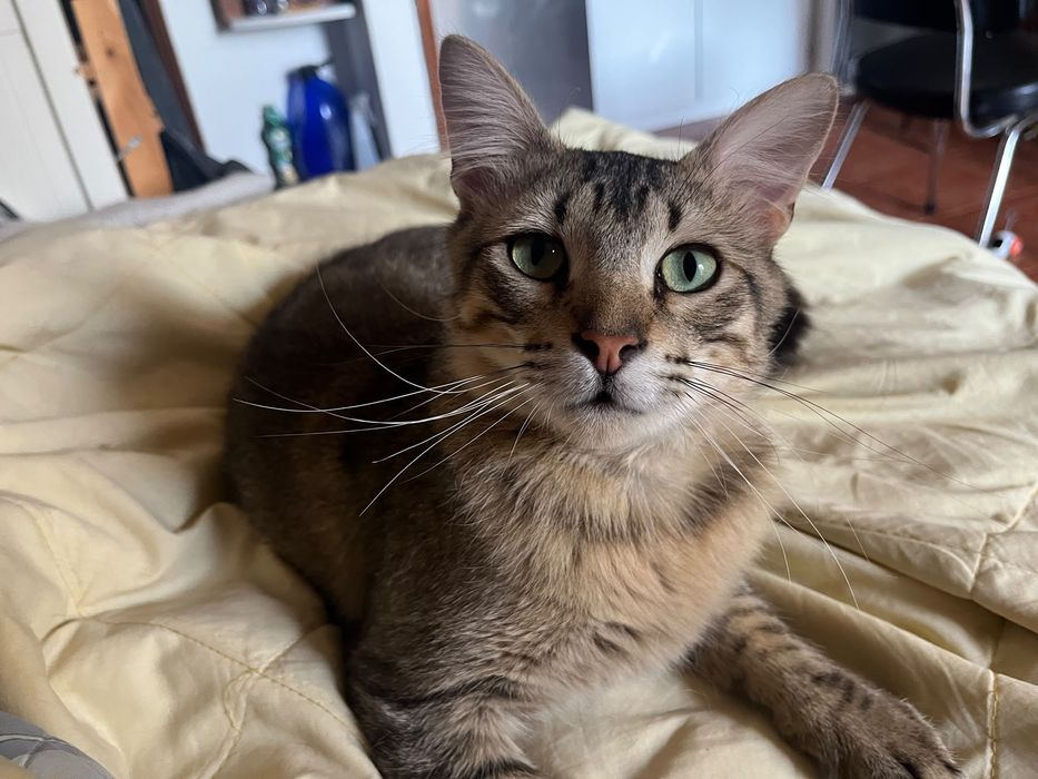 Gato jovem para adoção responsável