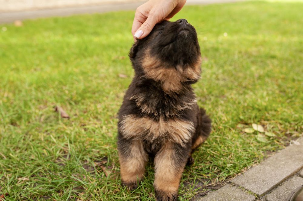 Німецька Вічарка