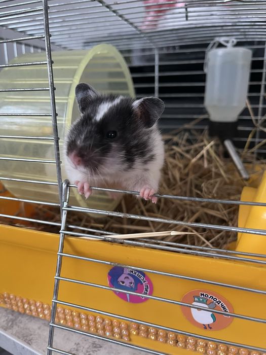 Продам хомяка , девочка