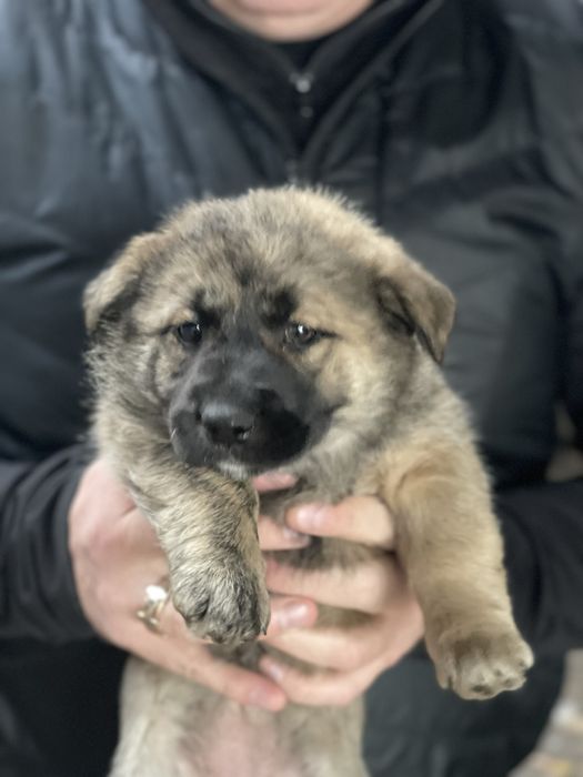 Щенок 2,5 месяцев Небольшая. Девочка