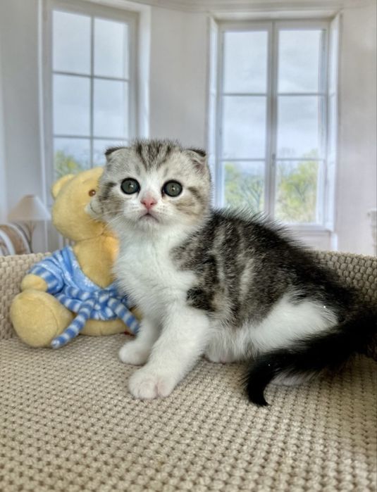 Шотландський висловухий малюк 2 міс.