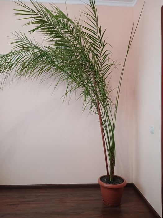 Фінікова пальма 220 см.