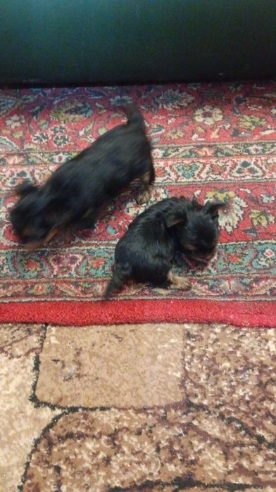 Продам мини йорка