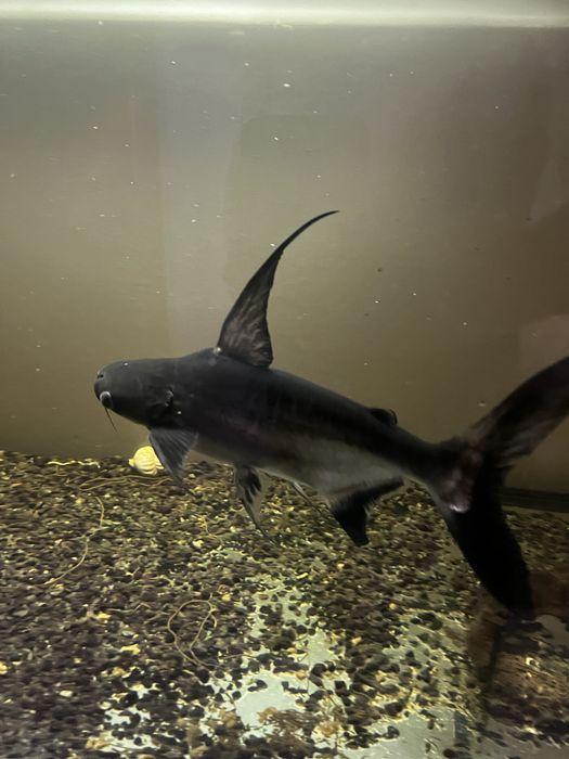 Pangasius +/- 30 cm Doação