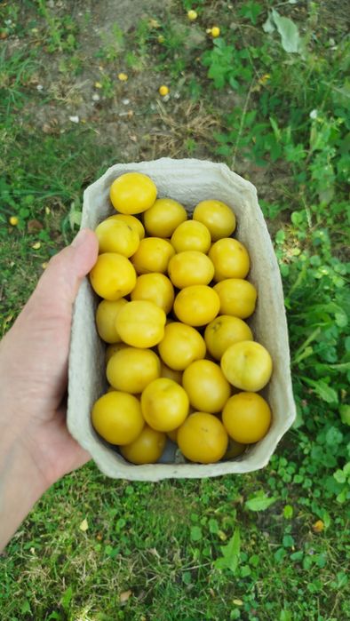 Mirabelki  owoce