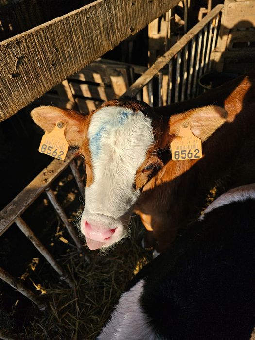 Vendo vitelos raça Frísia e cruzados
